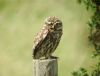 Little Owl at Fleet Head (Steve Arlow) (42937 bytes)